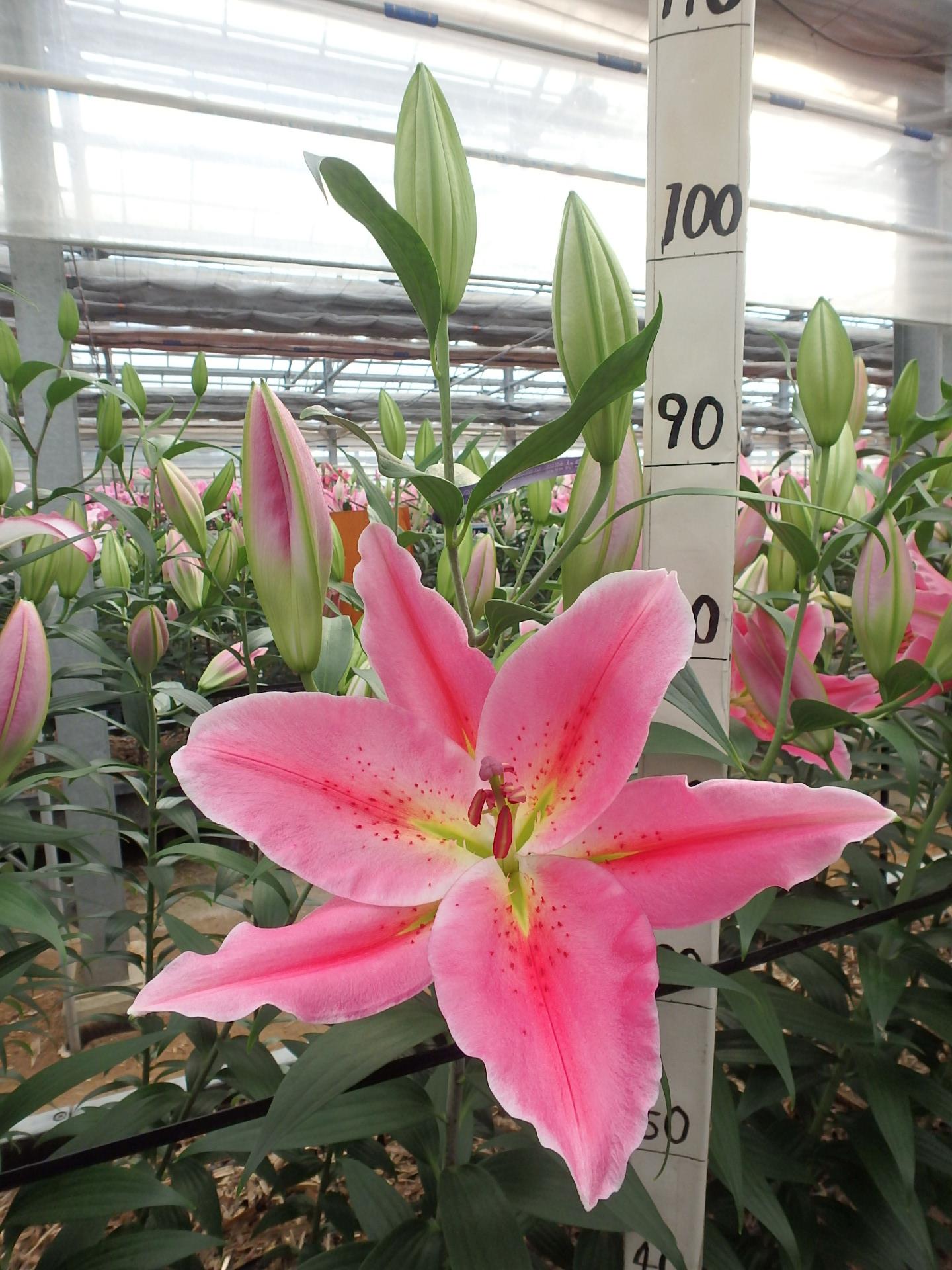 ベストリガーズ(花粉無し)